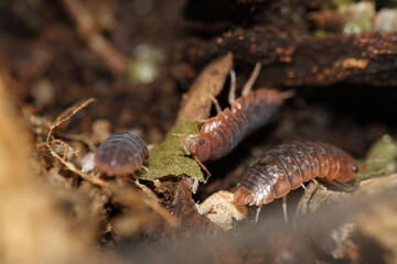 isopods woodlouse pill bugs merulanella sp vietnam
