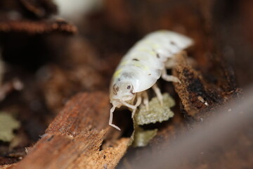 isopods woodlouse pill bugs armadillidium vulgare magic potion
