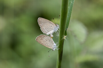 The Lesser Grass Blue likes to find food in low shrubs.