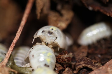 isopods woodlouse pill bugs armadillidium vulgare magic potion