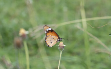 plain tiger, African queen. All butterflies in this subfamily are poisonous. It is thought to have been accumulated by eating leaves containing resin during the caterpillar stage.