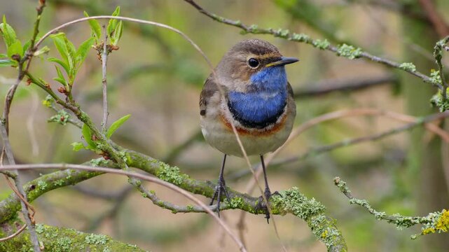 White-spotted bluethroat (Luscinia svecica cyanecula) singing in the bush