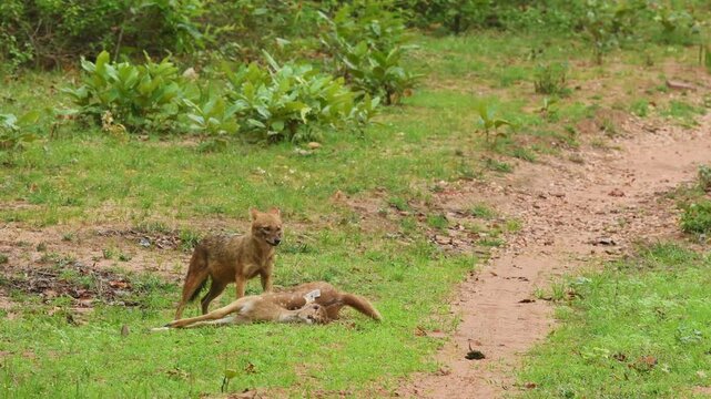 wide shot of golden jackal or Indian jackal or Canis aureus indicus after hunting spotted deer chital axis deer feeding and dragging the body or kill at bandhavgarh national park madhya pradesh india