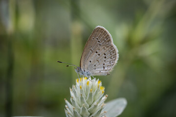 The Lesser Grass Blue likes to find food in low shrubs.