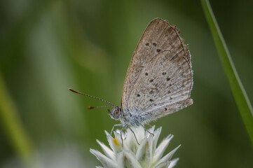 The Lesser Grass Blue likes to find food in low shrubs.