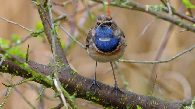 White-spotted bluethroat (Luscinia svecica cyanecula) singing in the bush