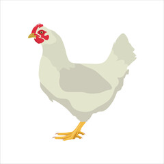 Vector illustration of chicken. Hen or rooster or chick domestic animal in cartoon flat style. Livestock farmland icon for poster, infographic, digital resources, logo, symbol