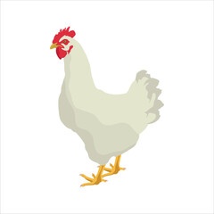 Vector illustration of chicken. Hen or rooster or chick domestic animal in cartoon flat style. Livestock farmland icon for poster, infographic, digital resources, logo, symbol