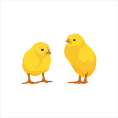 Vector illustration young chicken in cartoon flat style. Yellow chick domestic animal. Farming agriculture chicken concept in rural scene. Livestock icon, logo, poster, clipart, digital resources