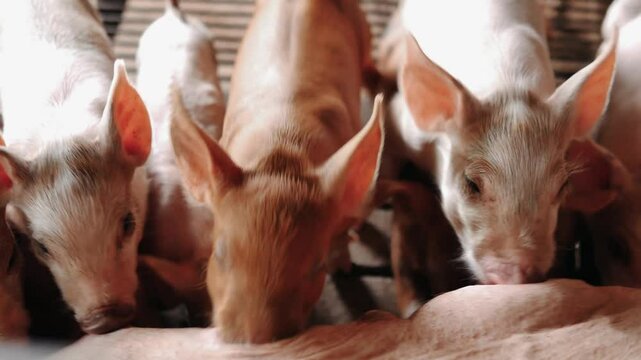 Suckling piglets suckling a sow farm, Small piglet drinking milk from breast pig in the farm