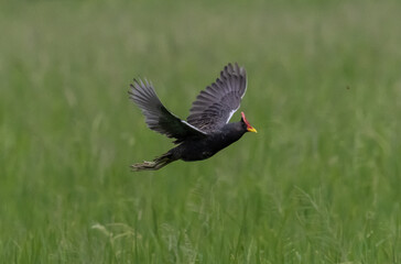 Watercock is a resident bird that lives in many areas in Southeast Asia.