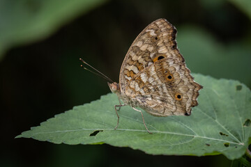 Junonia lemonias lemonias can be found everywhere in sparse forests, groves.
Likes to spread its wings when perching.