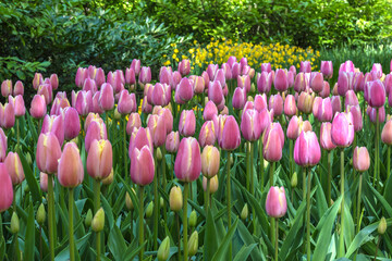 Spring tulip bulb field in garden at Lisse near Amsterdam Holland Netherlands