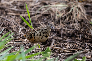 Barred Buttonquail is an endemic bird that lives in many areas in Southeast Asia.
