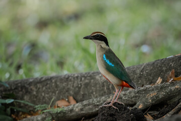 Fairy Pitta is a migratory bird that can only be found in Thailand during the winter.