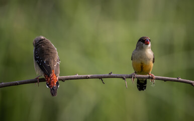 Red Avadavat; Amandava is a bird that lives in Thailand. Can be found in many areas.