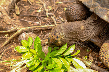 Giant Tortoises on Prison Island, Zanzibar