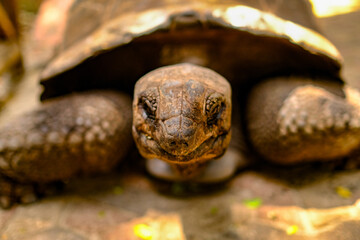 Close-Up of Giant Tortoises