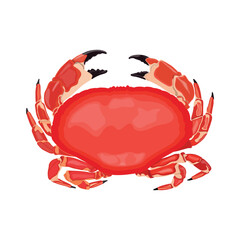 Vector illustration of red crab in cartoon flat style. Beach animals seafood, sources of protein. Crab icon for logo, symbol, poster, infographic, and restaurant menu