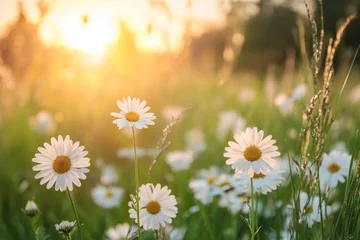 Poster Daisies flowers nature daisy.