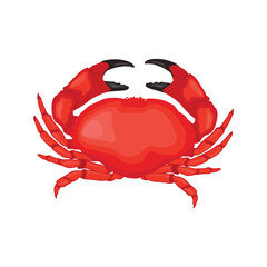 Vector illustration of red crab in cartoon flat style. Beach animals seafood, sources of protein. Crab icon for logo, symbol, poster, infographic, and restaurant menu