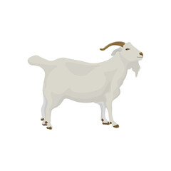 Vector illustration of white goat in cartoon flat style. Goat domestic animal for breeding in farmland. Icon for logo, symbol, infographic, illustration of dairy and meet animal