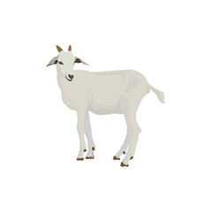 Obraz premium Vector illustration of white goat in cartoon flat style. Goat domestic animal for breeding in farmland. Icon for logo, symbol, infographic, illustration of dairy and meet animal