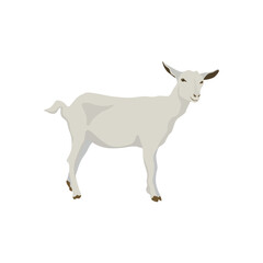 Vector illustration of white goat in cartoon flat style. Goat domestic animal for breeding in farmland. Icon for logo, symbol, infographic, illustration of dairy and meet animal