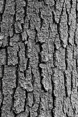 Rustic tree bark texture closeup in natural light highlighting intricate patterns of cracked and layered bark surfaces for organic design elements, backgrounds, and nature-inspired visuals