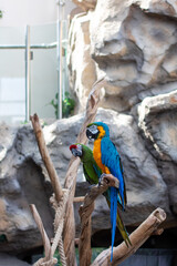 A vibrant blue and yellow parrot is perched comfortably on a tree branch