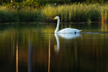 A lonely Whooper swan swimming on a calm lake on a summer morning near Kuusamo, Northern Finland	