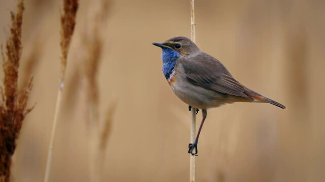 White-spotted bluethroat (Luscinia svecica cyanecula) singing, bird in reeds