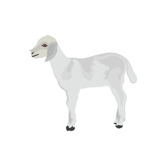 Vector illustration of white goat in cartoon flat style. Goat domestic animal for breeding in farmland. Icon for logo, symbol, infographic, illustration of dairy and meet animal