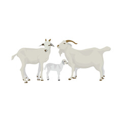 Vector illustration group white goat in cartoon flat style. Goat domestic animal for breeding in farmland. Icon for logo, symbol, infographic, illustration of dairy and meet animal