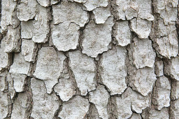 Obraz premium Rustic tree bark texture closeup in natural light highlighting intricate patterns of cracked and layered bark surfaces for organic design elements, backgrounds, and nature-inspired visuals