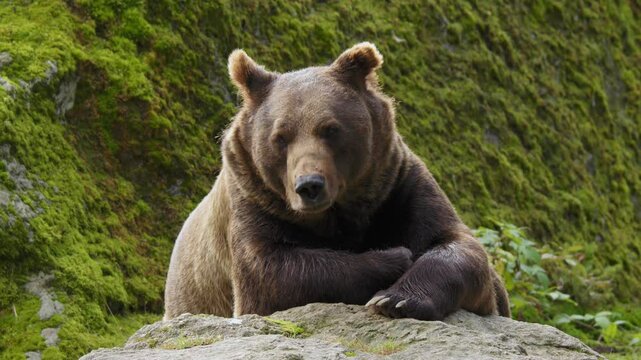 Brown bear (Ursus arctos), animal portrait in backlight