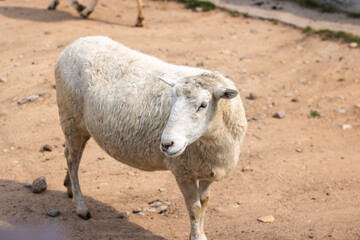 A fluffy sheep is standing in the dirt, with a deer in the background