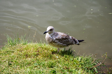A seagull is currently standing in the grass close to a body of water