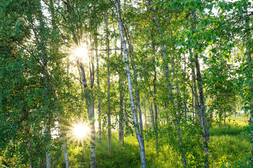 Sunshine in a Birch grove with fresh green leaves shot near Kuusamo, Northern Finland