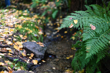 ferns in one of the channels of Candelario in the Cuerpo de Hombre River