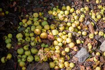 stacked apples on a farm in Candelario during autumn