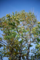 chestnut trees in the village of Candelario with chestnuts emerging from spiky burrs and falling to the ground for harvesting