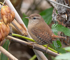 Eurasian wren, Troglodytes troglodytes. Close-up of a bird perched on a reed stalk by a river