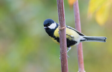 Great tit, Parus major. A bird perched on the stem of a plant on an autumn flat background
