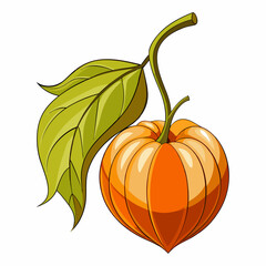 physalis on a twig isolated on white. Vector illustration