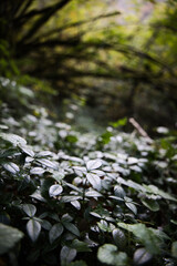 Plante forêt sous bois