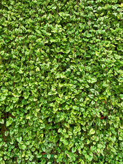 Plectranthus verticillatus or swedish ivy plant. Green leaves nature background. Fresh and intense green. Green hedge made of plants.