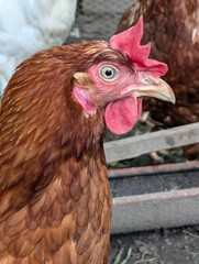 red hen head from small farm