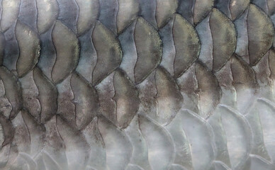 skin of tor putitora fish