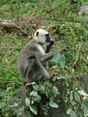 Northern Plains grey langur animal